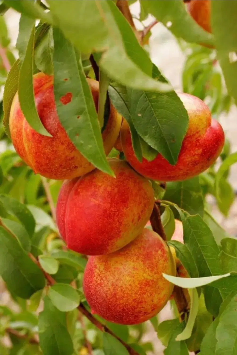 باغ جاده سرو