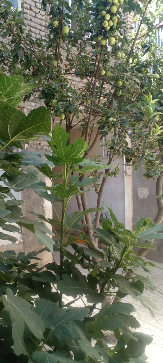 اجاره منزل مسکونی