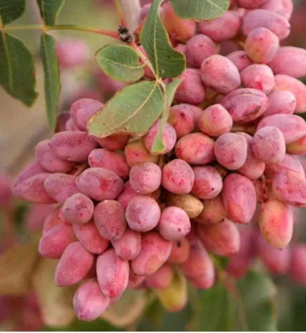 فروش باغ پسته
