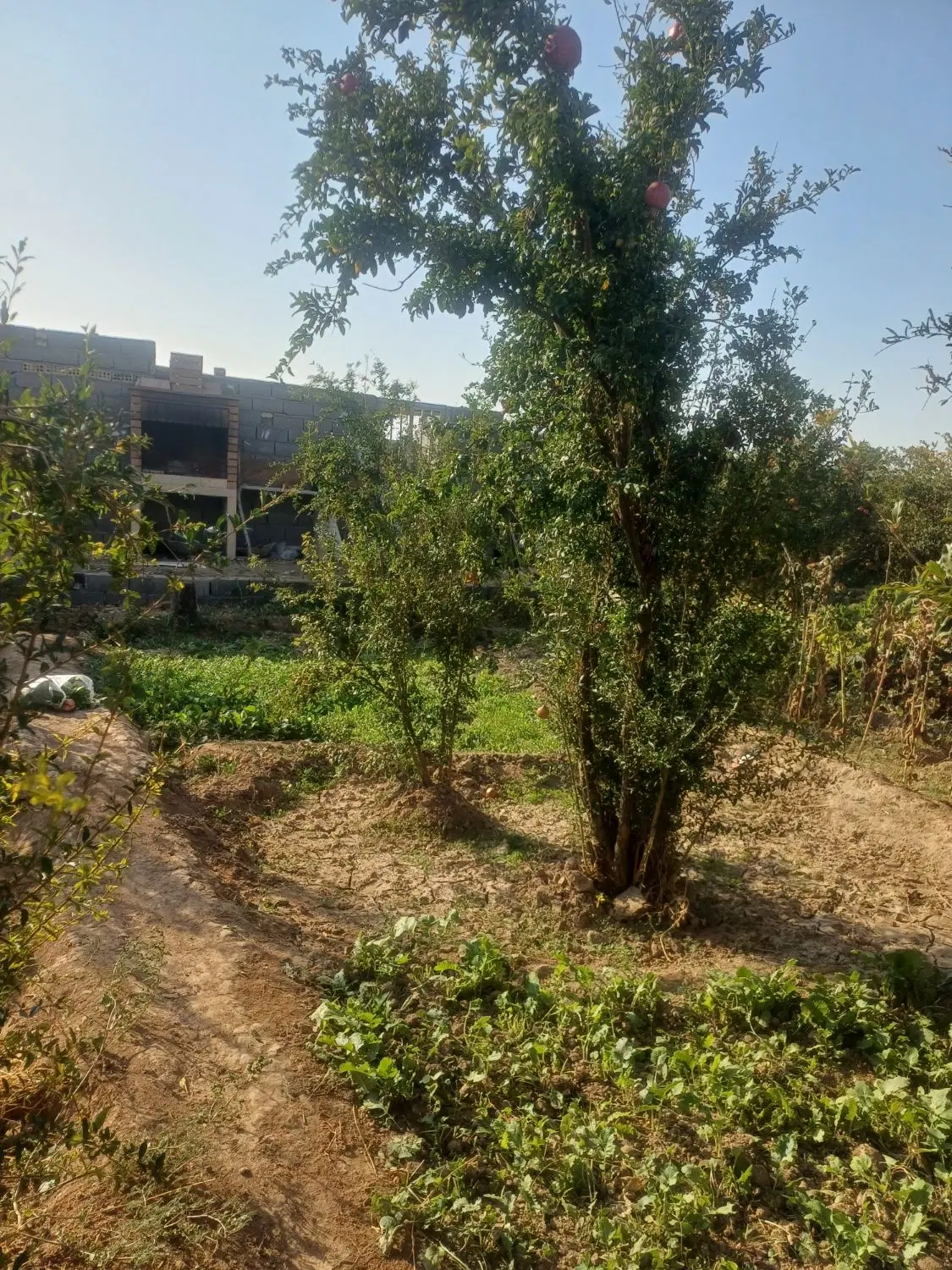 باغ در سناه دره