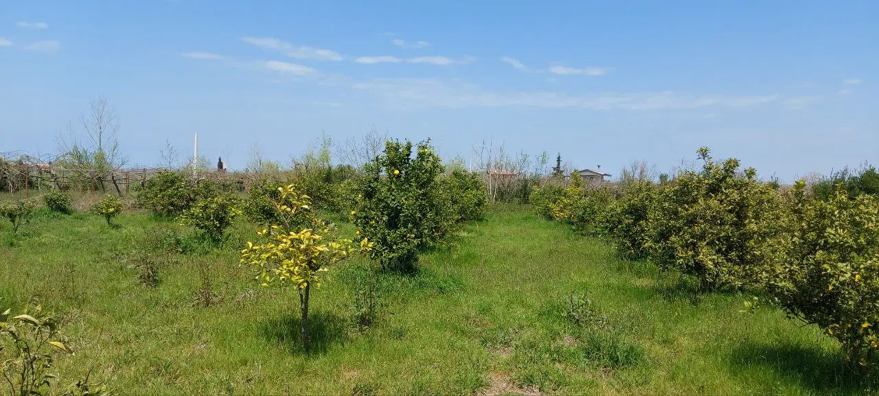 زمین باغی ۳۶۰ متری