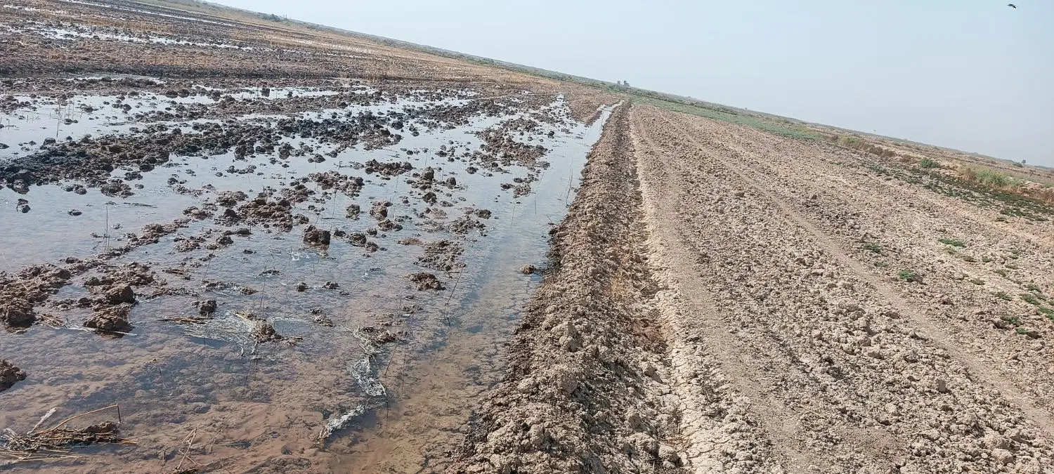 زمین جهت کشت منطقه کوت