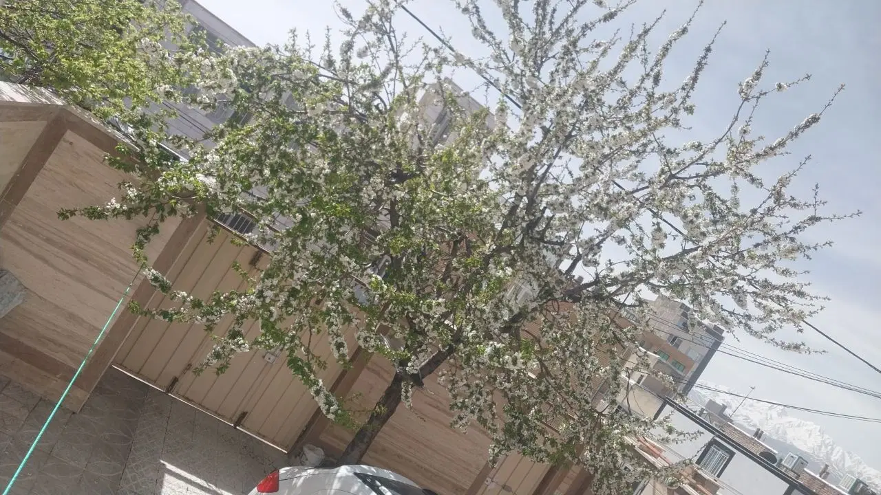 منزل استیجاری طبقه هم کف راهرو مشترک