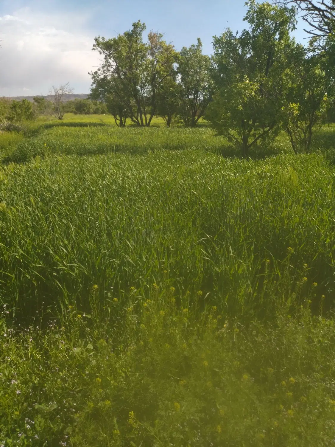 زمین واقع در روستای بیسقفیزن نزدیک به شهر