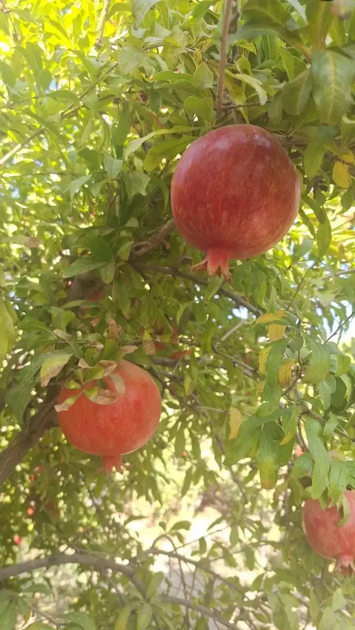فروش باغ  سرسبز چهار دیواری در شهر ساوه
