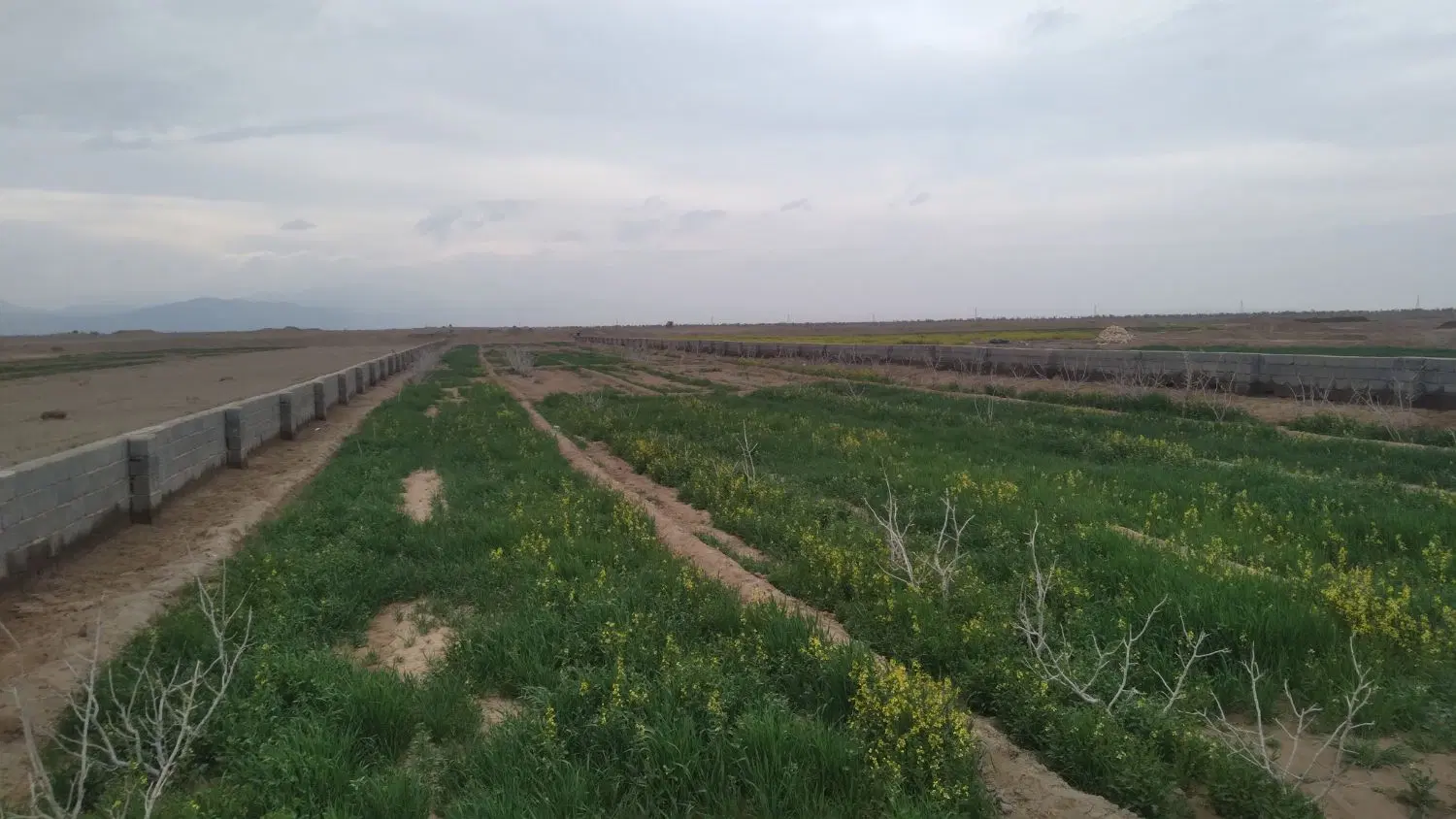 زمین سعدآباد