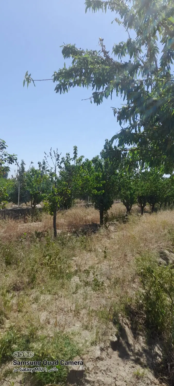 باغ میوه