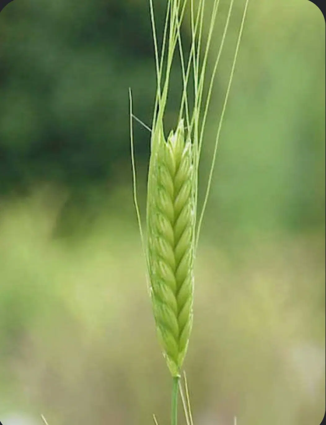 اجاره زمین کشاورزی