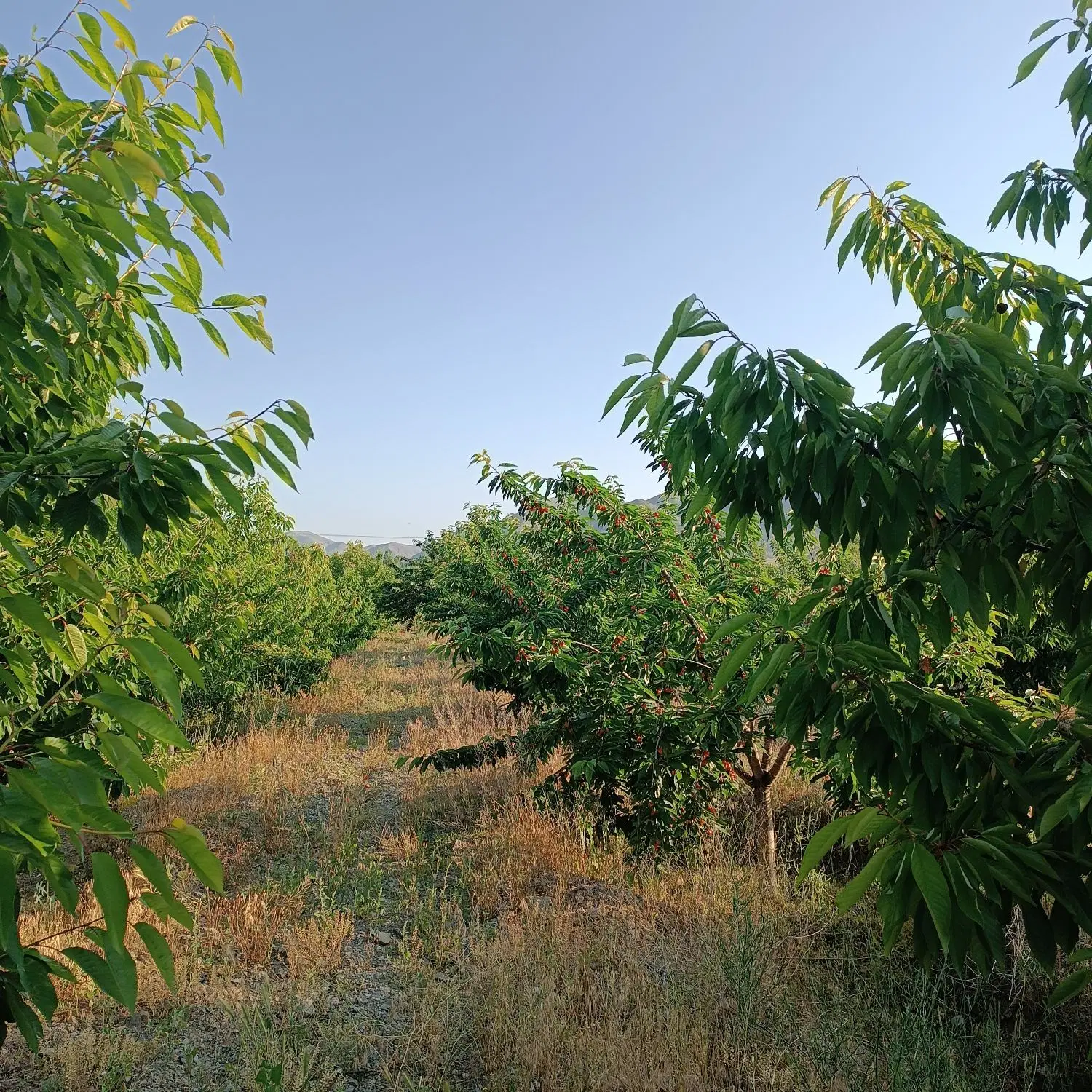 باغ 4هزار متر در روستای قرخ یاشار
