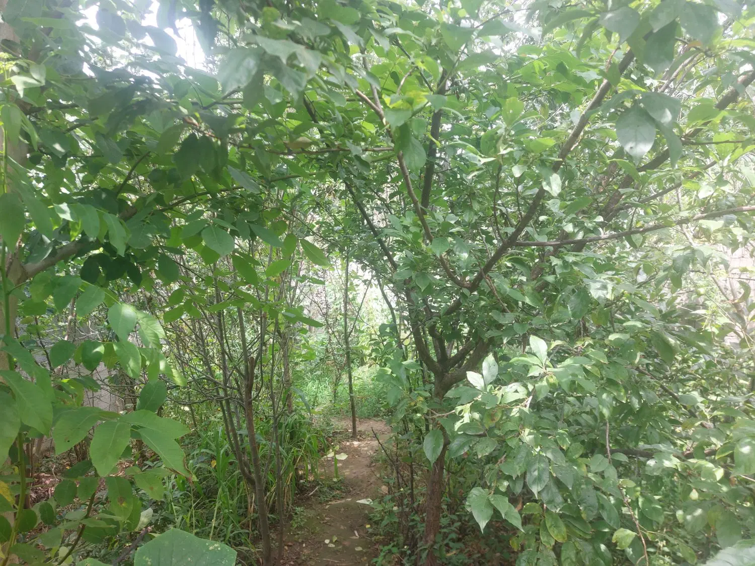 ۱۰۰‌متری‌کوجصفهان لولمان