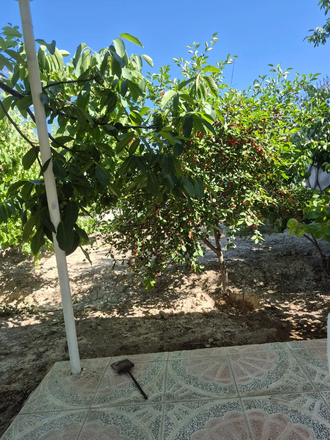 باغ ۱۲۰۰متری