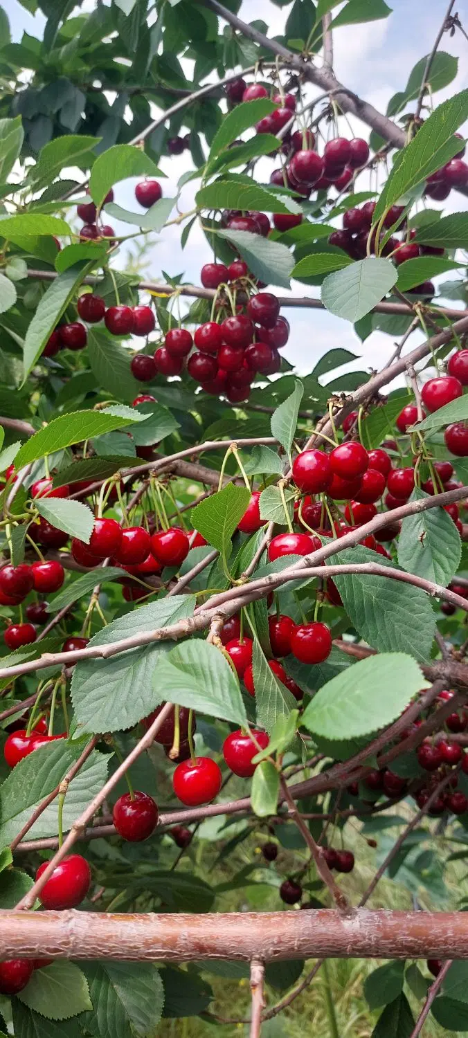 باغ زیبا محدوده شهر اهر