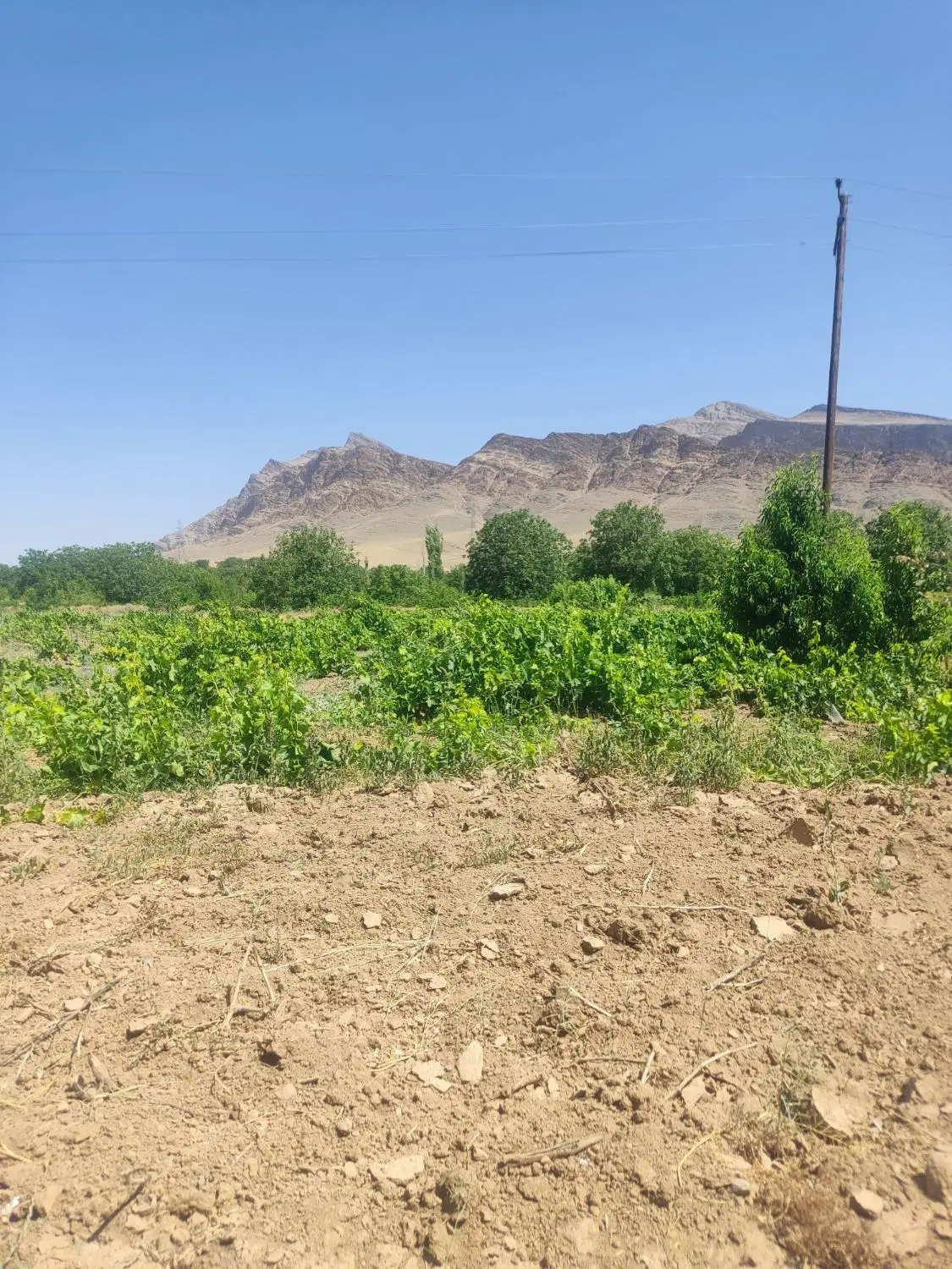 باغ انگور روستای ازناوله