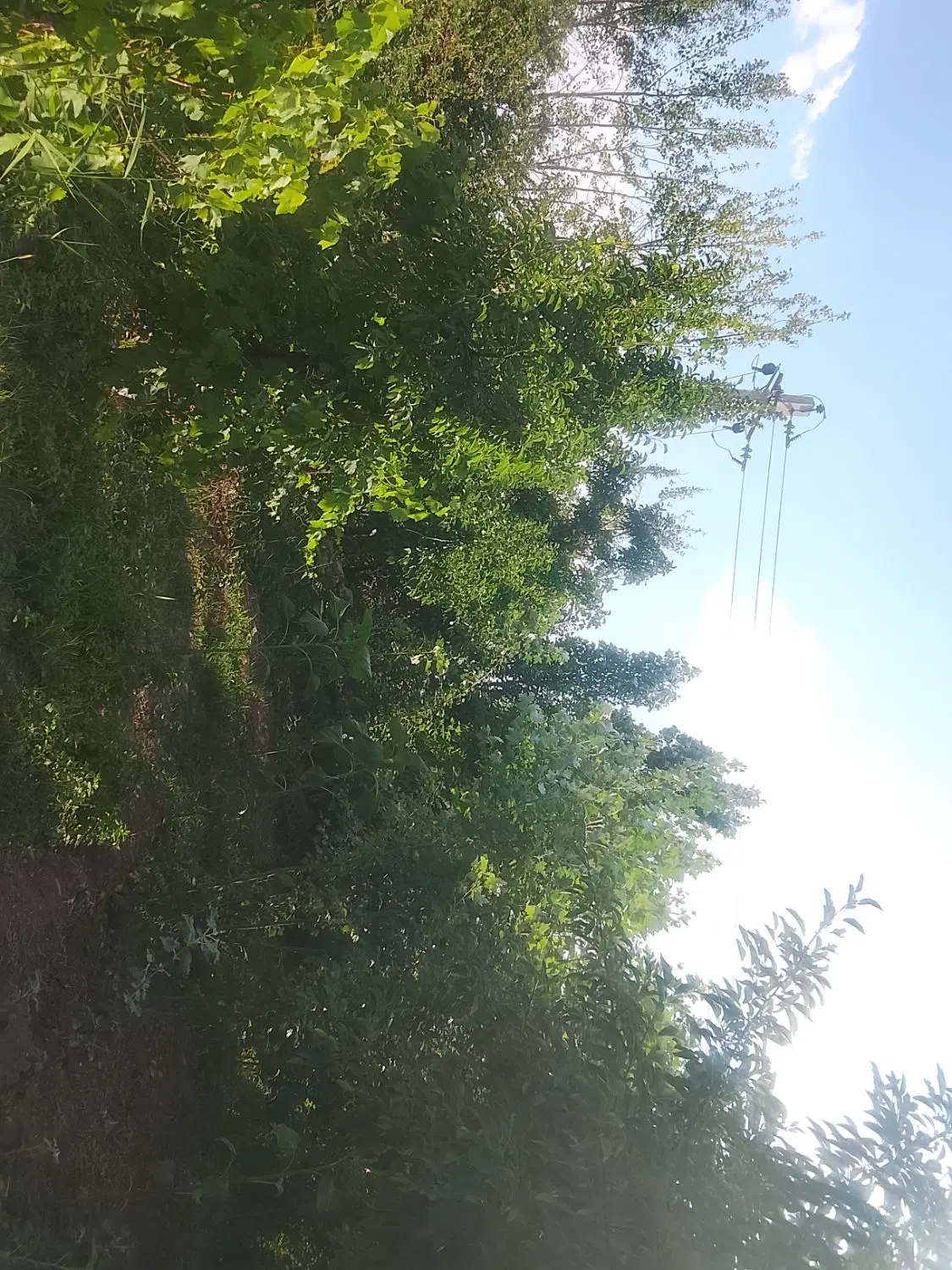باغچه در فارسیان