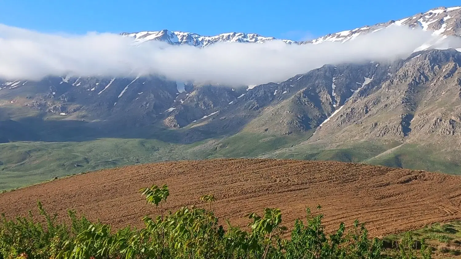 درخواست زمین برای اجاره گندم یا نخود
