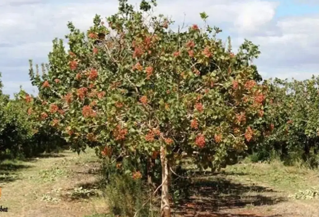 زمین پسته