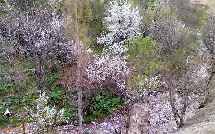 فروش باغ در جاده چالوس ( روستای همه جا )