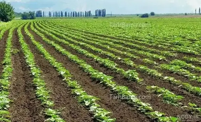زمین کشاورزی باغی زراعی 3 هکتار