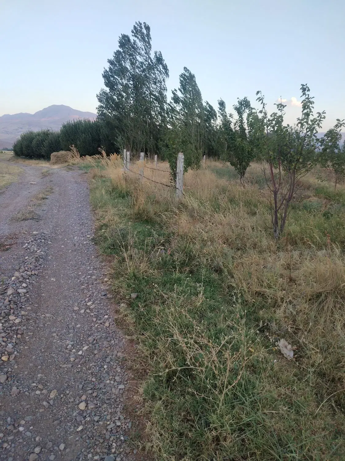 باغ سیب مرگور وسط گارانه و سه گرکان7000متر