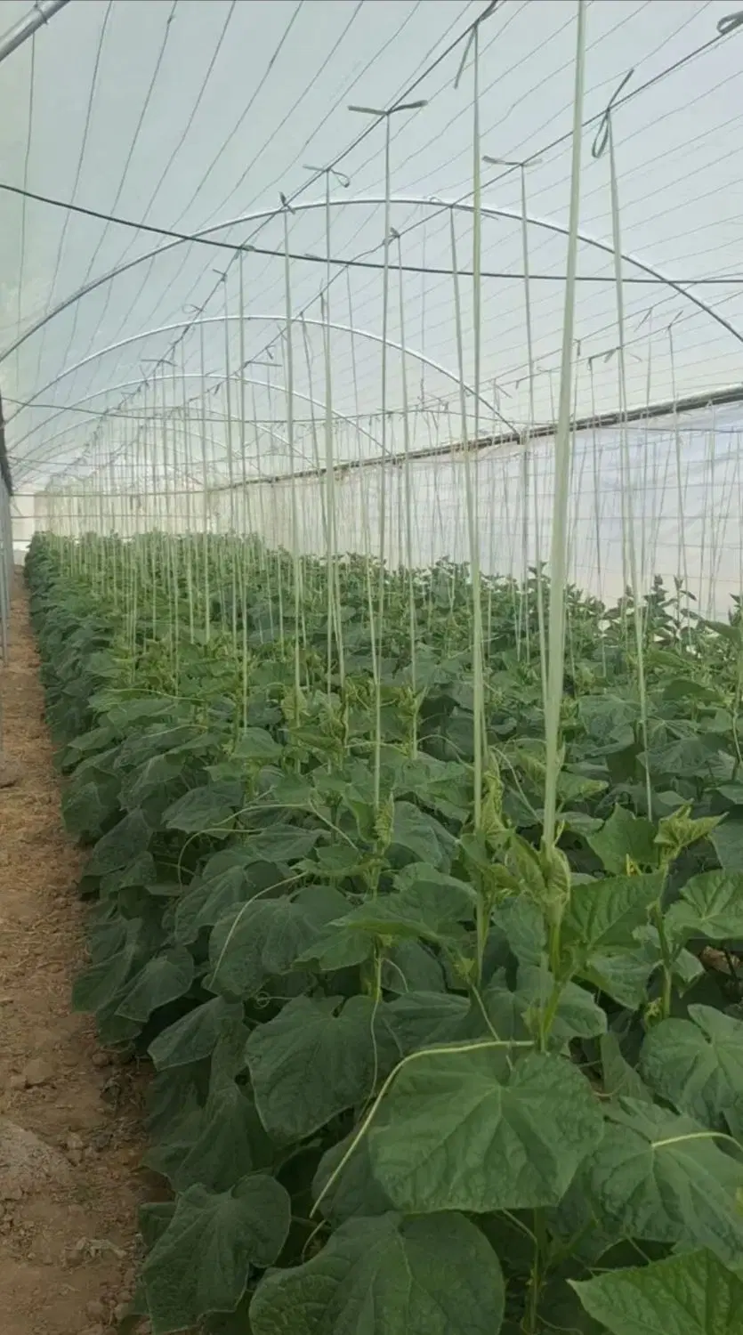 اجازه  7کله  گلخانه با  آب  شیرین