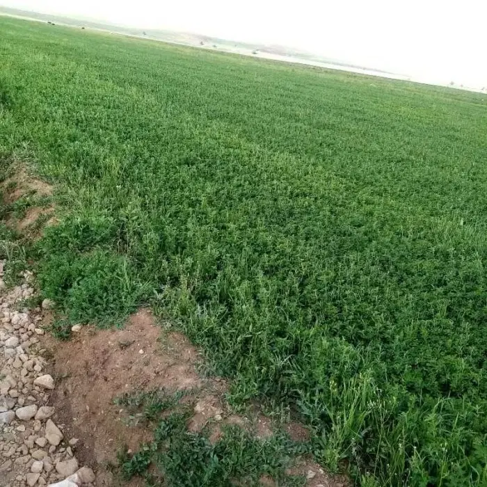 زمین کشاورزی اجاره دودانگه 1 هکتار