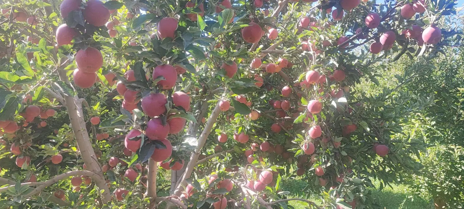 فروش باغ وباغچه
