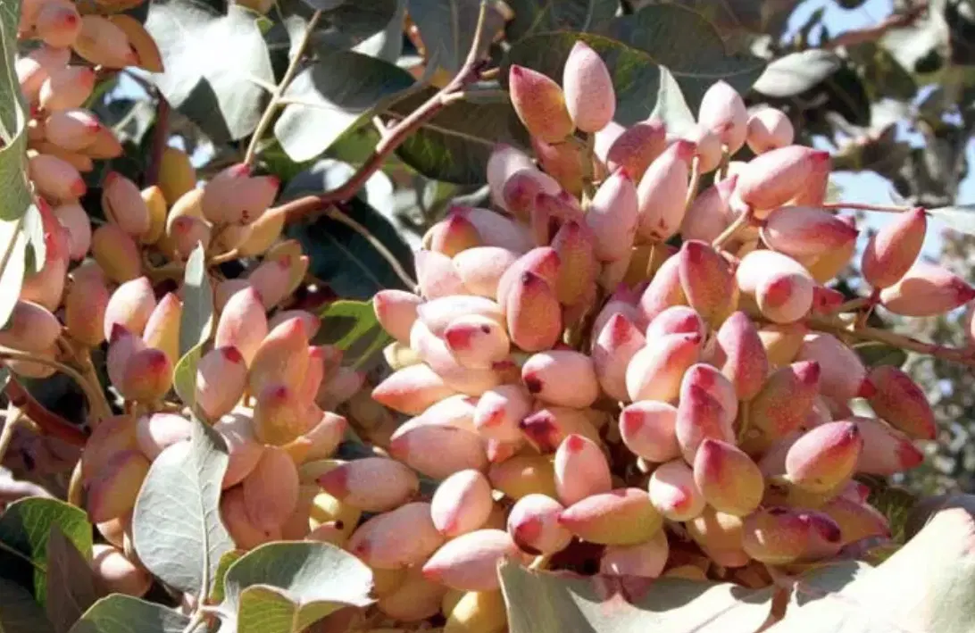 باغ ۲هکتار