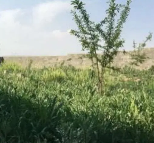 باغچه