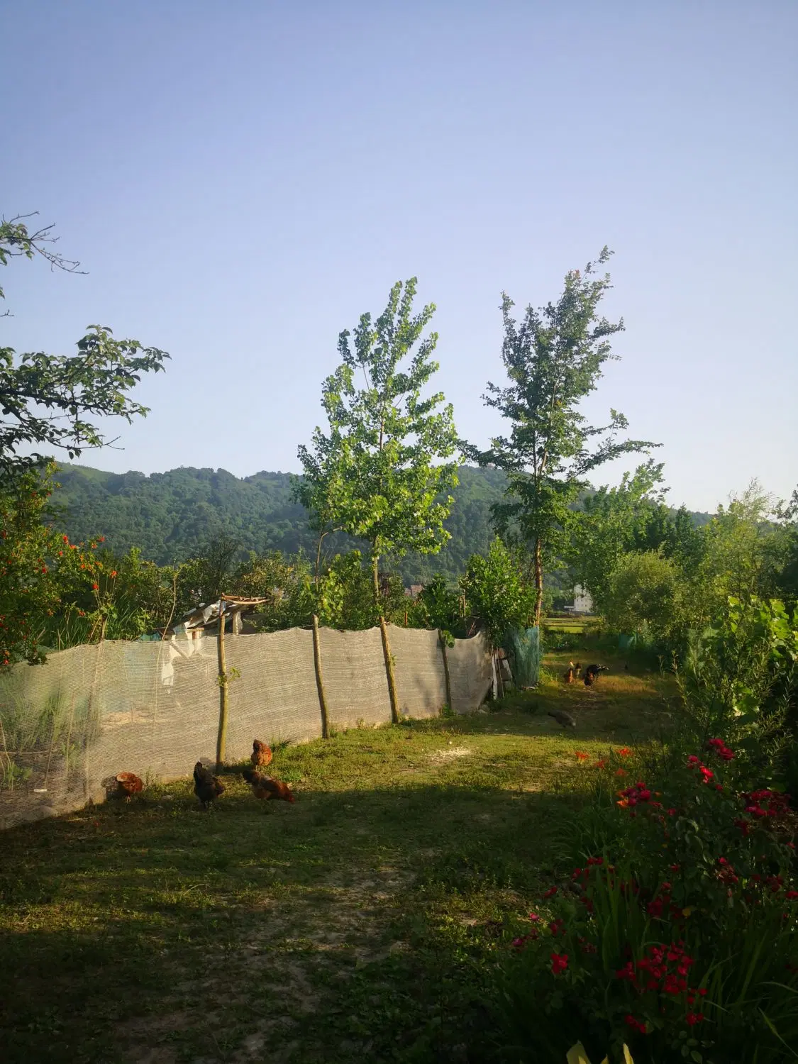زمین 150 متری مسکونی در نخجیر