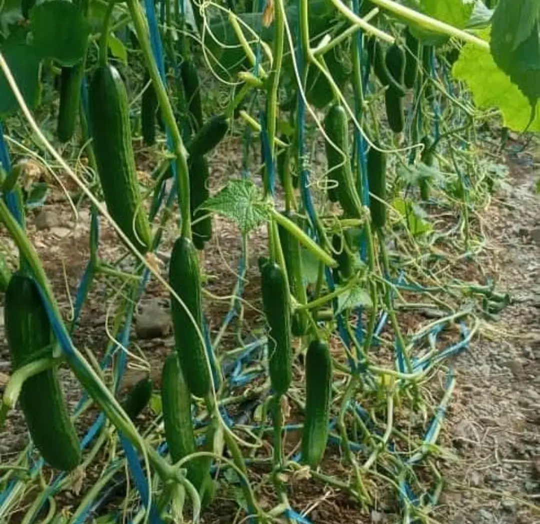 اجاره گلخانه