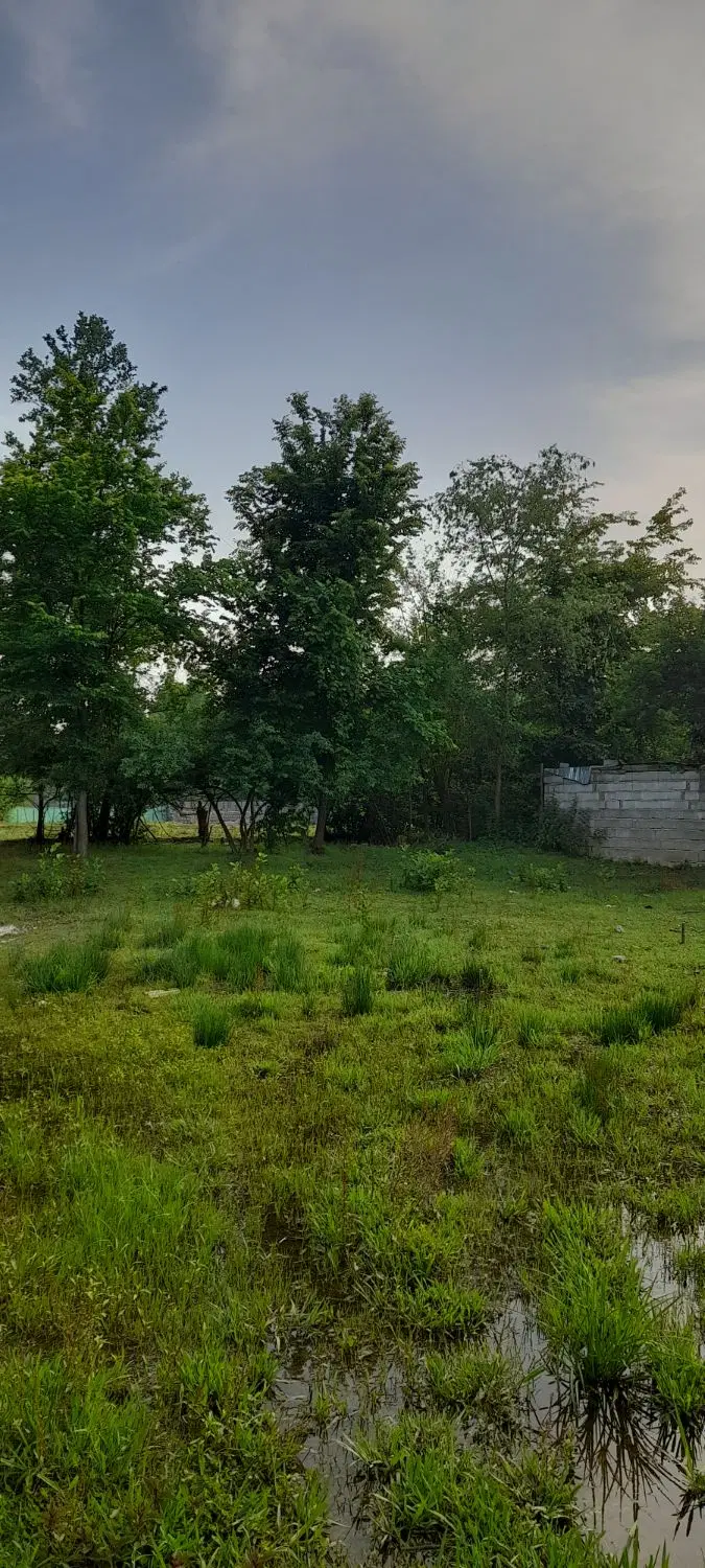 زمین مسکونی سند تک برگ روستای لیش