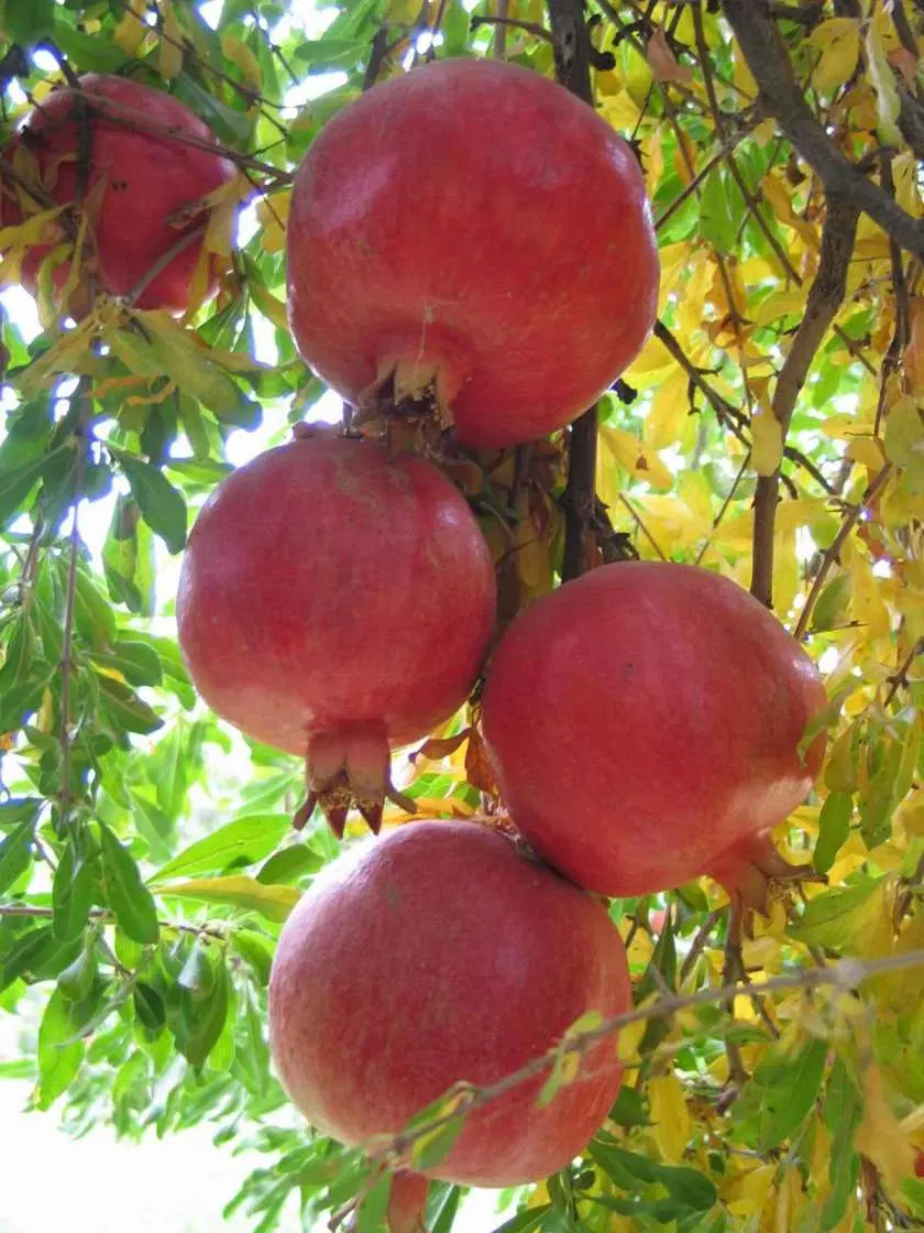 فروش باغ