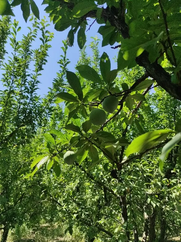 اجاره آلو کالیفرنیا