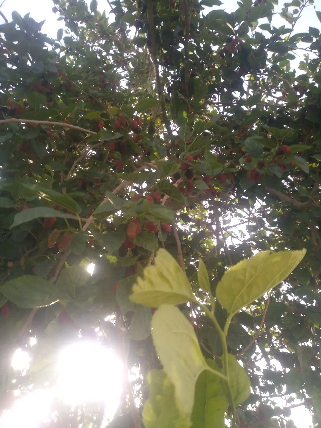 ۲۷ هزار متر باغ و زمین زراعی