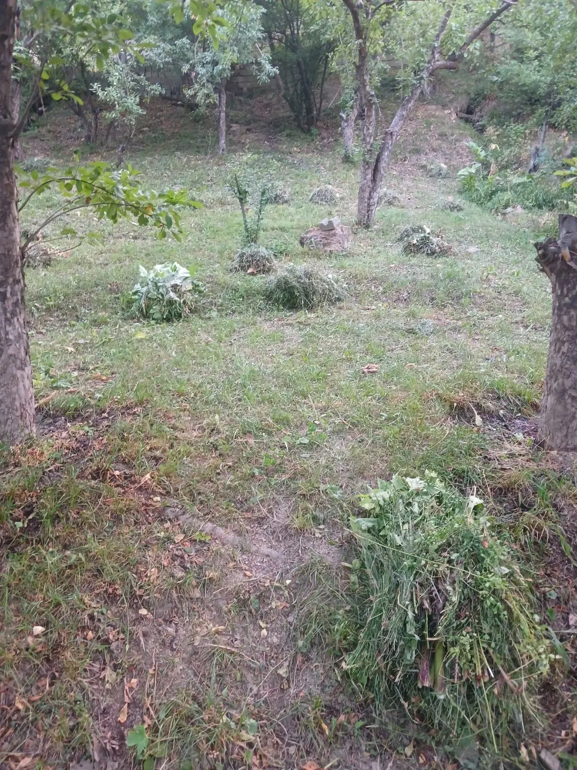 باغ ۶۵۰ متر جاده چالوس روستای کلها