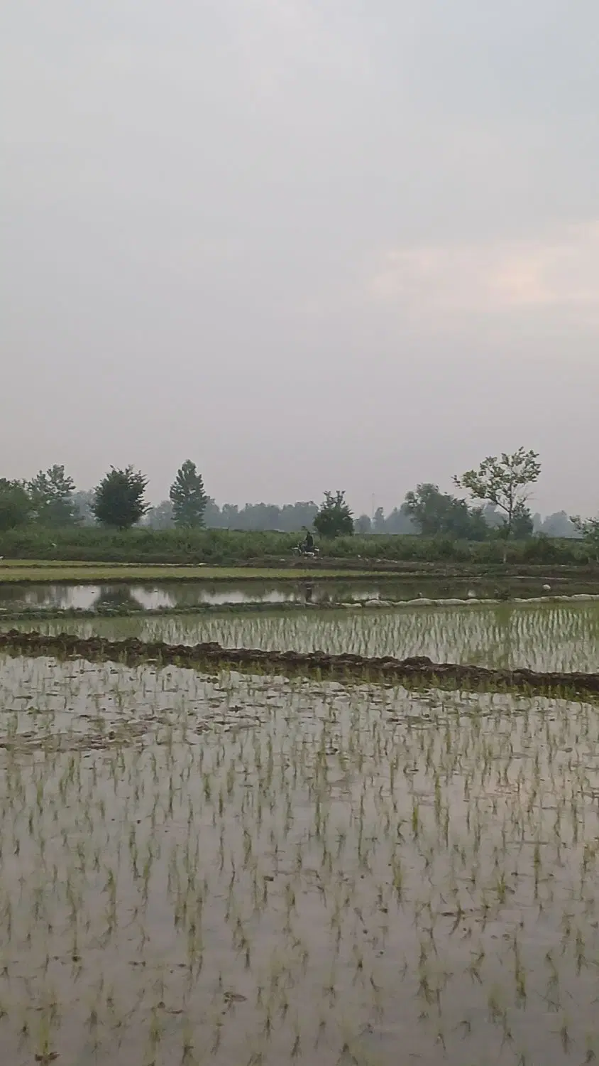 شالیزار