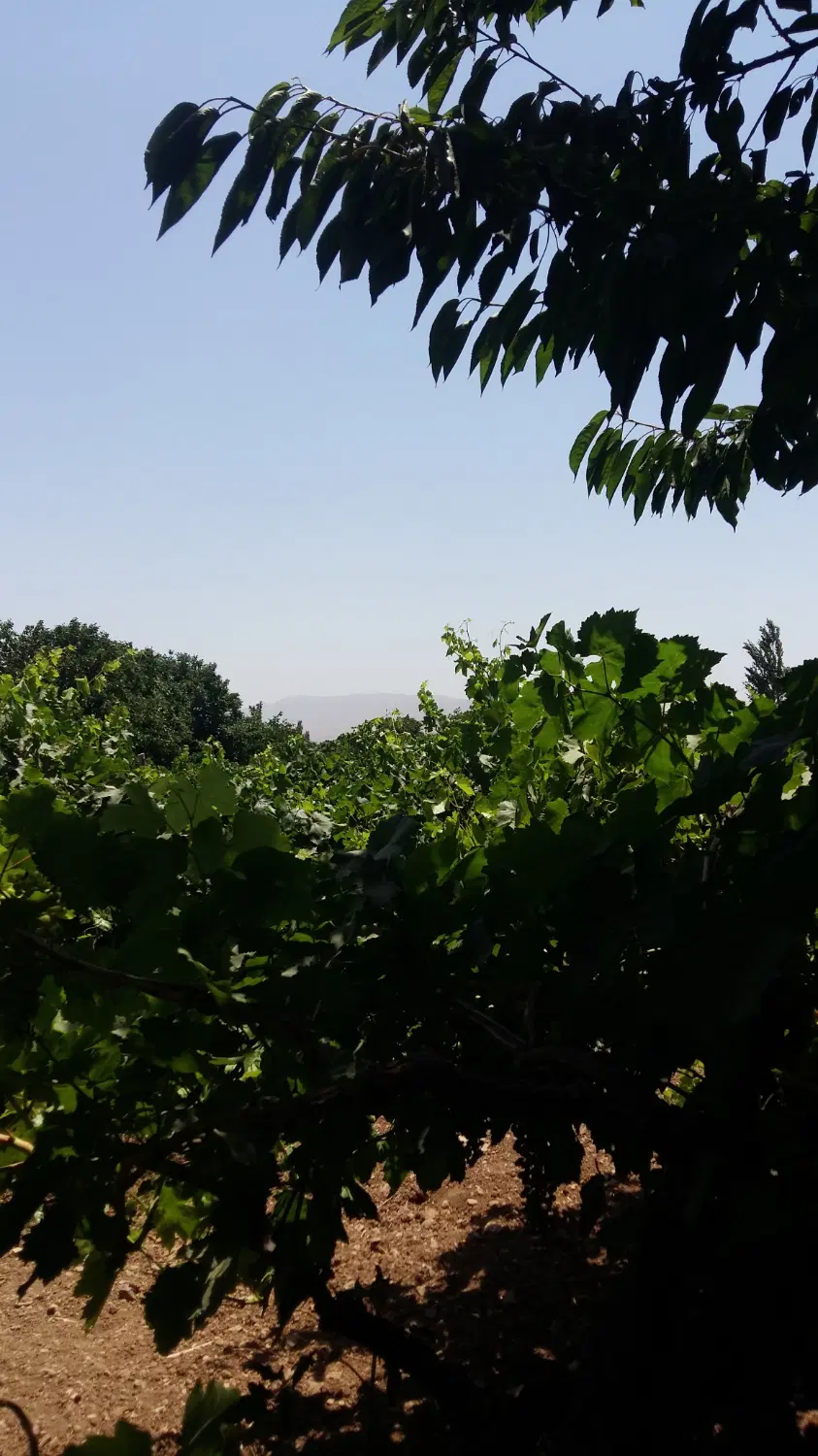 باغ انگور و زمین کشاورزی سند دار در خرمدره