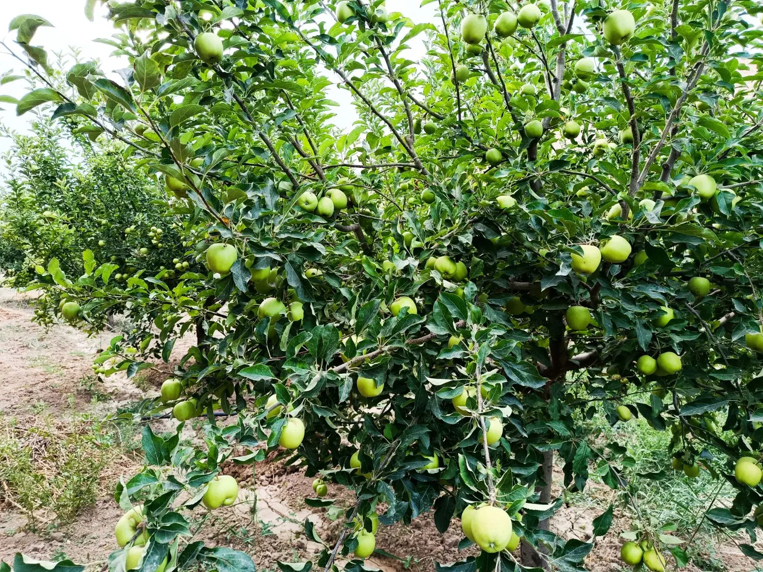فروش باغ آبی خندقلو