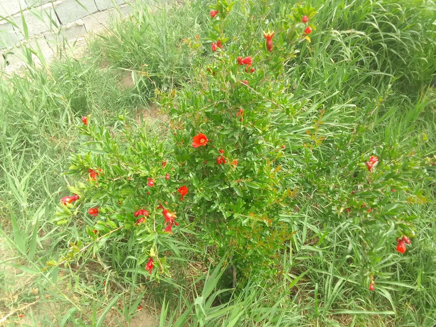 باغچه ۵۰۰متری در تخت رستم