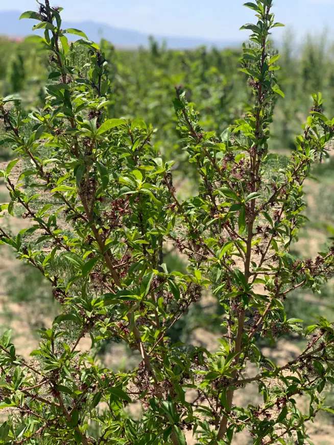 باغچه مثمر آبیاری قطره ای