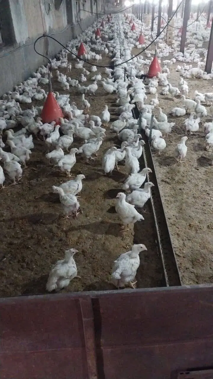 مرغداری گوشتی 70000تا و زمین 85000متری قرچک ورامین