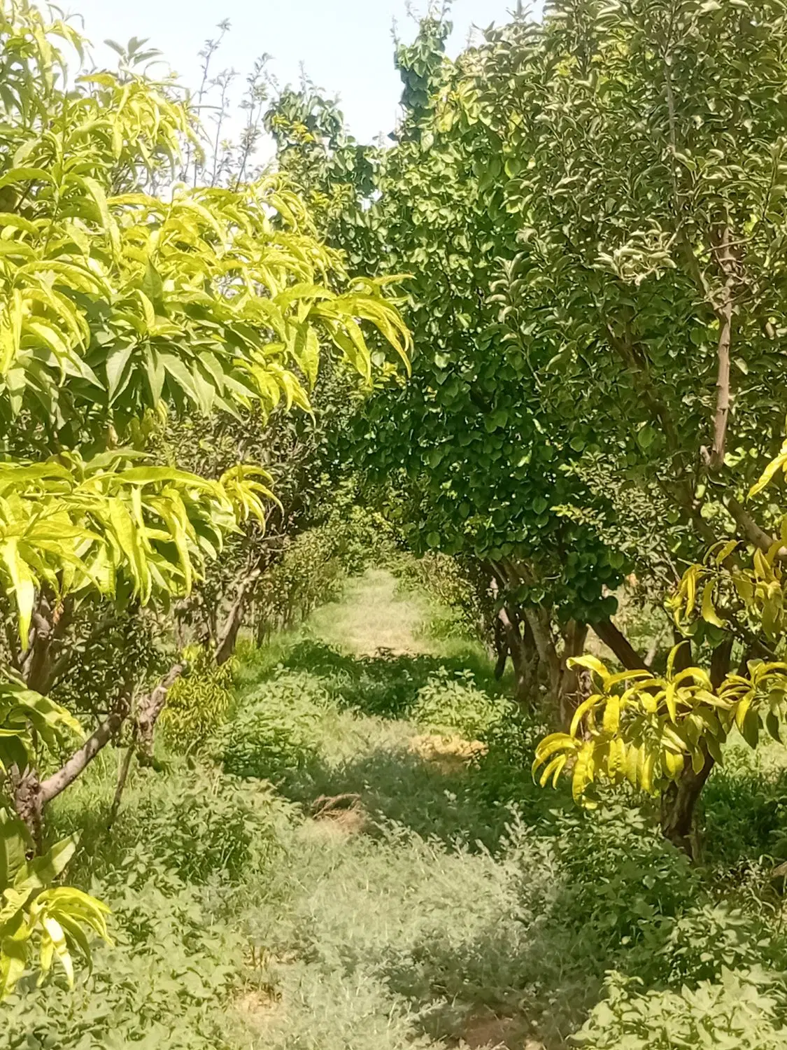 باغچه