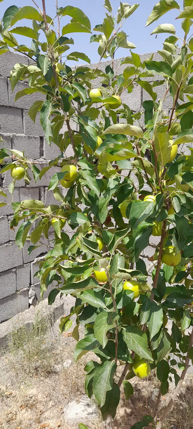 ۳ قطعه زمین دور دیوار با نهال میوه و استخر