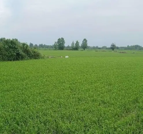 زمین برنج کاری