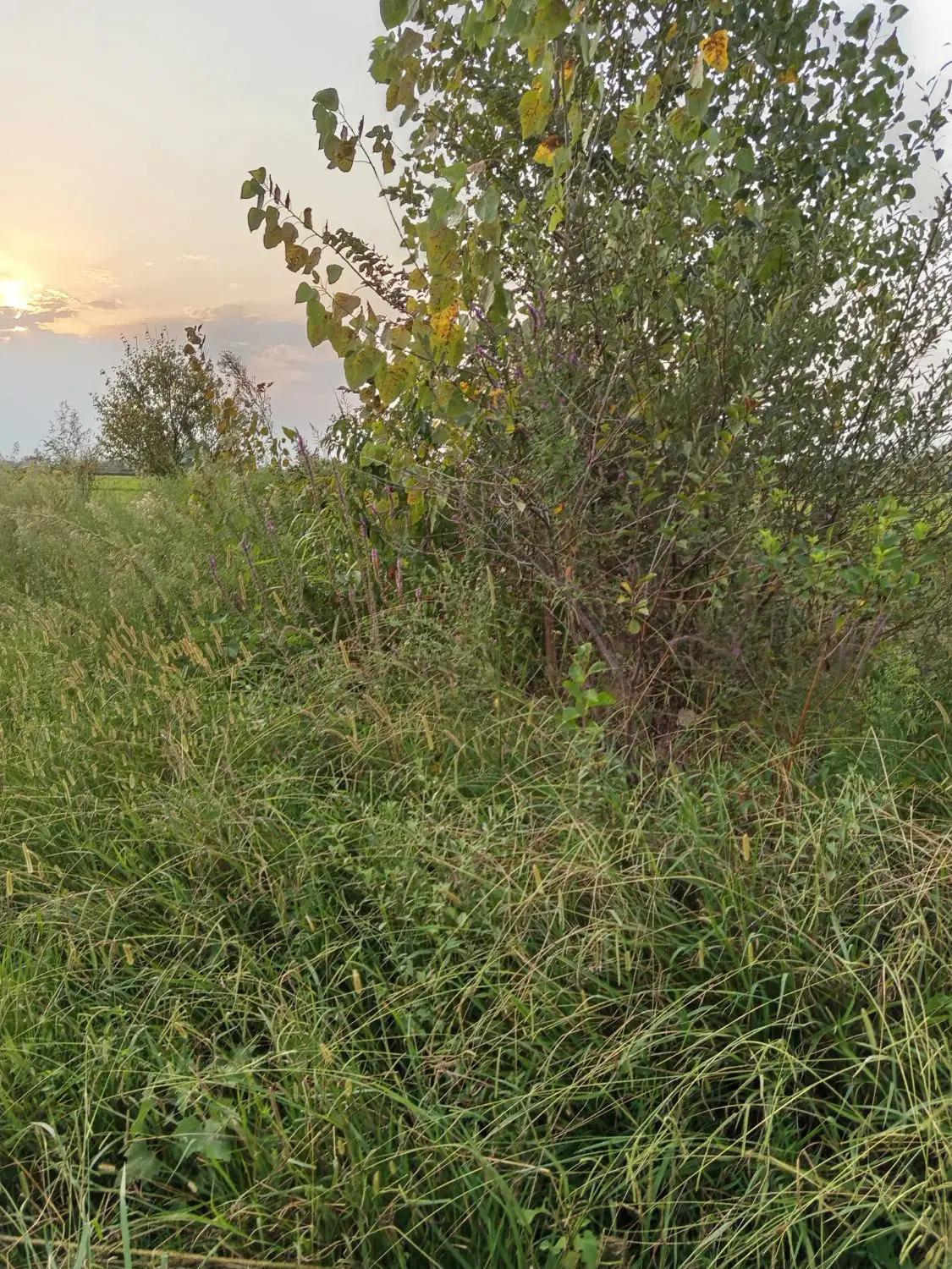 زمین زراعی در منطقه ای بی نظیر