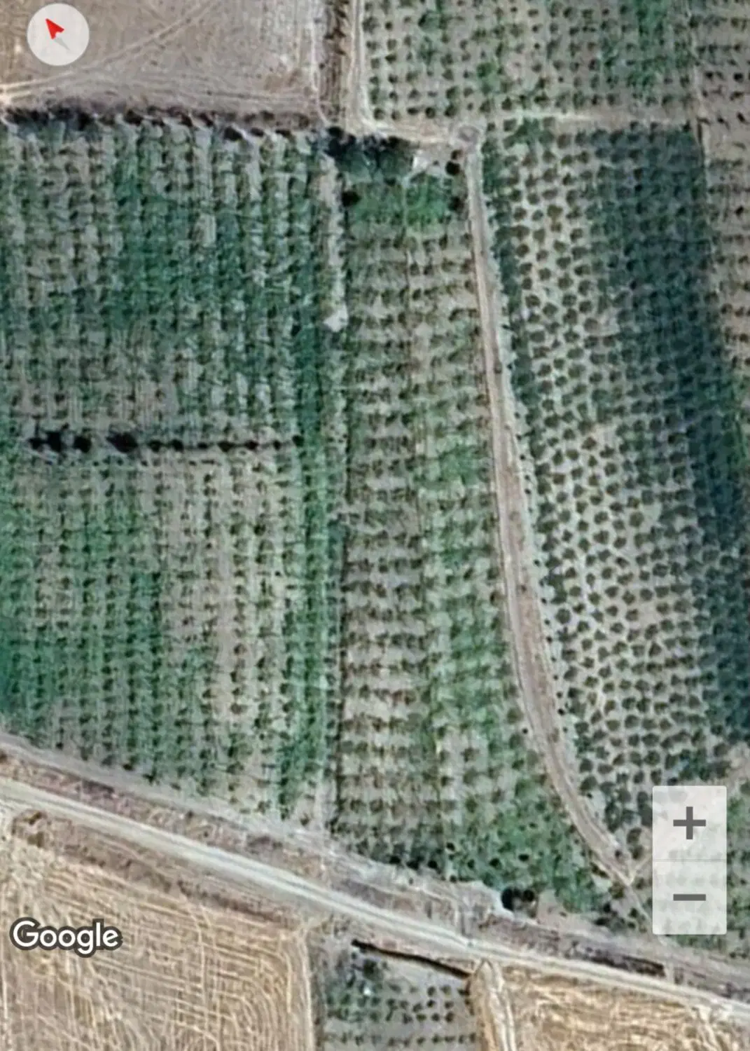 زمین انگور آبی کشمشی