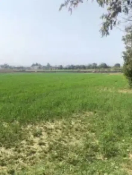 زمین باغ در روستای یام