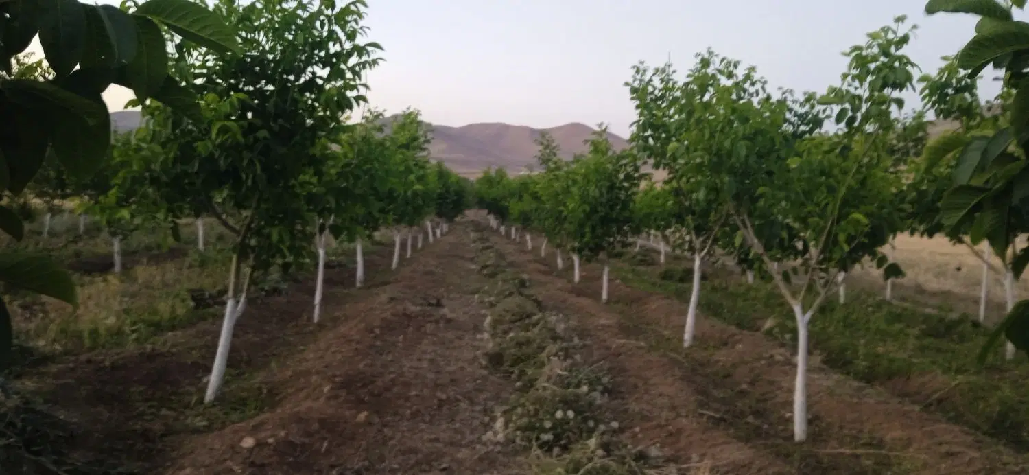 زمین کشاورزی