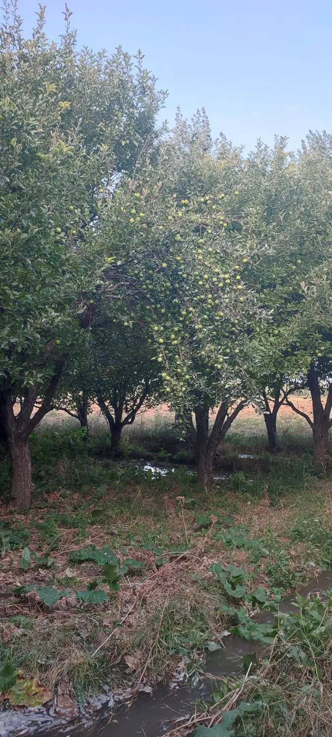 باغ در شهرستان سراب. به اجاره واگذار می‌شود