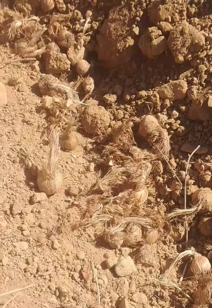 زمین باغی ویلایی